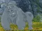 Игра Help The Hungry Chimpanzee онлајн