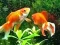 Игра Blue Fish Escape онлајн