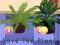 Игра Save the Plants онлајн