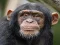 Игра Chimpanzee Jigsaw онлајн