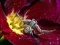 Игра Crab Spider Jigsaw онлајн