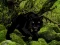 Игра Escape from Black Panther Forest онлајн