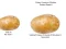 Игра Potato Construct 2 Edition онлајн