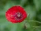 Игра Poppy Nature Flower Jigsaw онлајн