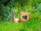 Игра Return To Alsunga Forest онлајн