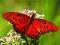 Игра Nature Jigsaw Puzzle Butterfly онлајн
