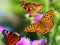 Игра Butterfly Slide онлајн