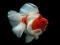 Игра Gold Fish Jigsaw Puzzle онлајн
