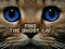 Игра Find the Ghost Cat онлајн