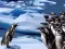 Игра Penguins Slide онлајн