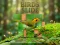 Игра Birds Slide онлајн