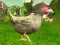 Игра Chicken Shooter онлајн