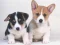 Игра Cute Puppies Puzzle онлајн