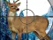 Игра Sniper Stag Hunter онлајн