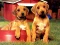 Игра Puppy Pairs Puzzle онлајн