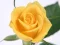 Игра Yellow Roses онлајн