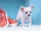 Игра Lovely Puppy Puzzle онлајн