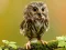 Игра Animal Hidden Stars онлајн
