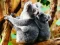 Игра Cute Baby Koala Bear онлајн