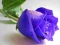Игра Blue Roses онлајн