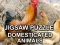 Игра Jigsaw Puzzle Domesticated Animals онлајн