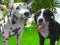 Игра Dog Simulator 3d онлајн