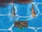 Игра Titanic Shark Attacks онлајн