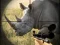 Игра Wild Rhino Hunter онлајн