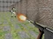 Игра Bullet Fire онлајн