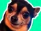Игра What meme dog are you ? онлајн