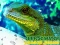 Игра Chinese Water Dragon Jigsaw онлајн