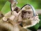 Игра Chimpanzee Jigsaw онлајн