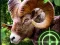 Игра Crazy Goat Hunter 2020 онлајн