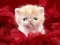 Игра Funny Kitty онлајн