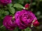 Игра Purple Roses онлајн