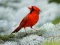 Игра Birds Puzzle онлајн