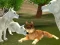 Игра Wild Wolves Hunger Attack онлајн