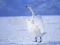 Игра Graceful Swans онлајн