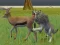 Игра Wolf Life Simulator онлајн