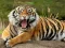 Игра Animals Jigsaw Puzzle Tiger онлајн