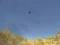 Игра Toucan Shooter онлајн