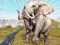 Игра Zoo Anomaly Simulation онлајн