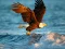 Игра Animals Jigsaw Puzzle Eagle онлајн