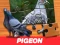 Игра Pigeon Jigsaw Puzzle онлајн