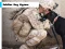 Игра Soldier Dog Jigsaw онлајн