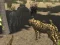 Игра African Cheetah Hunting Simulator онлајн