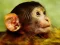 Игра Funny Baby Monkey онлајн