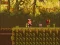Игра The Lost Forest онлајн