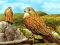 Игра Birds of Prey Slide онлајн