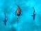 Игра Avoid the Sharks онлајн